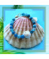 Bracelet  Coquillage en Agate bleue