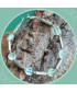 Bracelet en Prehnite